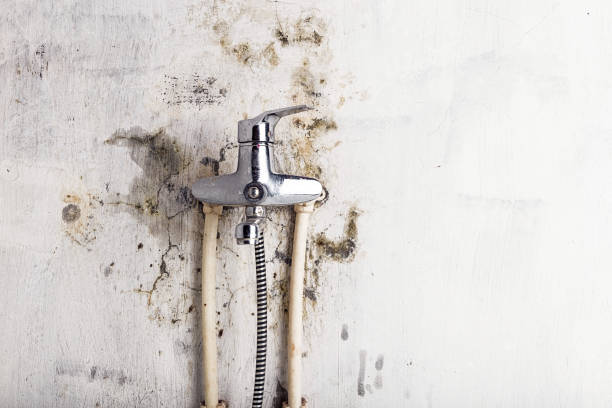 Best Mold Remediation  in Eastover, NC