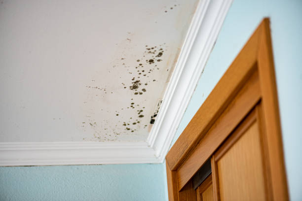 Best Toxic Mold Removal  in Eastover, NC