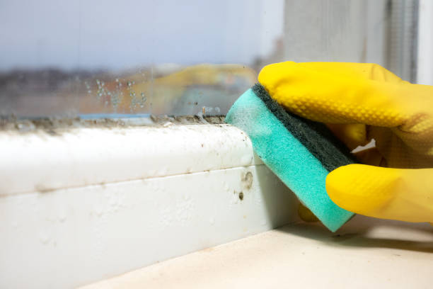 Best Mold Damage Repair  in Eastover, NC
