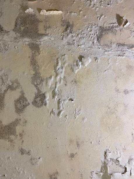 Best Attic Mold Removal  in Eastover, NC
