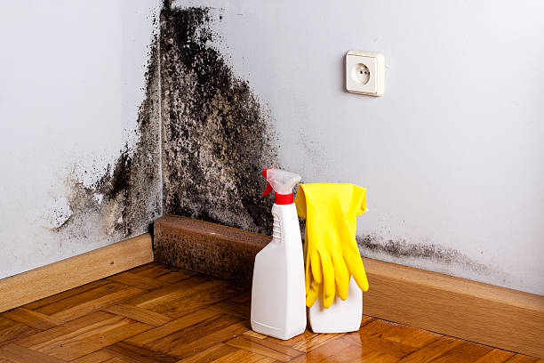 Best Residential Mold Removal  in Eastover, NC